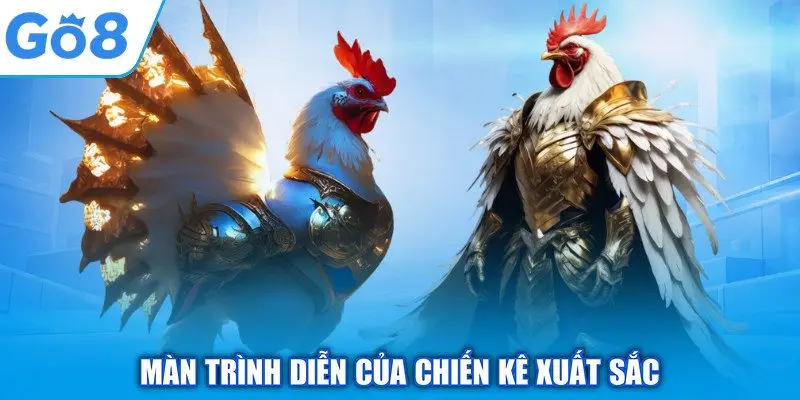 Màn trình diễn của chiến kê xuất sắc
